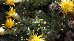 Ericameria cuneata macrocephala