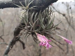 Tillandsia argentina