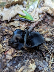 Ionomidotis irregularis