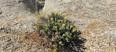 Ericameria cuneata macrocephala
