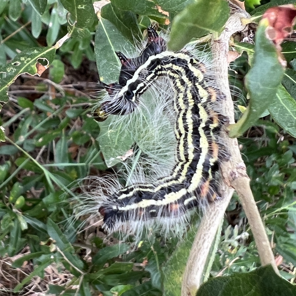 Datana diffidens