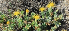 Ericameria cuneata macrocephala