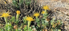 Ericameria cuneata macrocephala