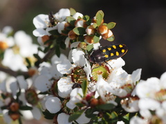 Castiarina xanthopilosa