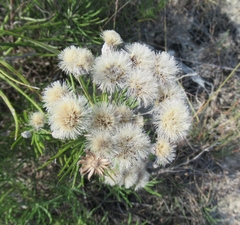 Vernonia lindheimeri