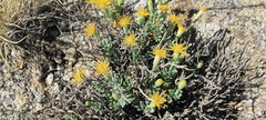 Ericameria cuneata macrocephala