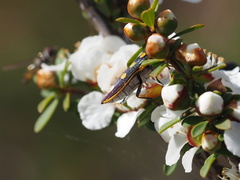 Castiarina xanthopilosa