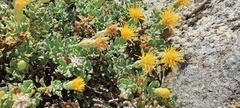 Ericameria cuneata macrocephala