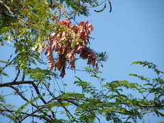 Pterolobium stellatum