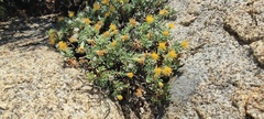 Ericameria cuneata macrocephala