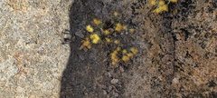 Ericameria cuneata macrocephala