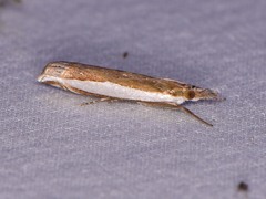 Crambus quinquareatus