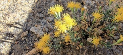 Ericameria cuneata macrocephala