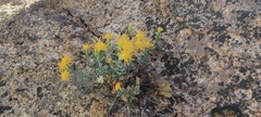 Ericameria cuneata macrocephala