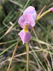 Diuris punctata