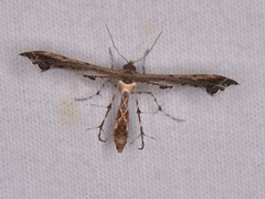 Michaelophorus indentatus