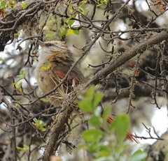 Cranioleuca albicapilla