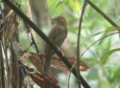 Schiffornis stenorhyncha