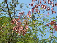 Pterolobium stellatum