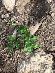 Zanthoxylum hirsutum