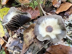Psilocybe serbica