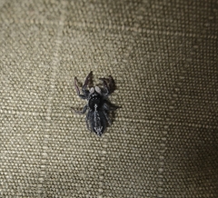 Ocrisiona leucocomis