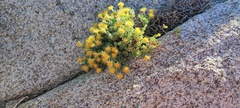 Ericameria cuneata macrocephala