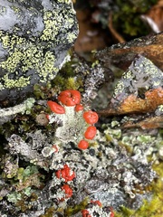 Cladonia bellidiflora