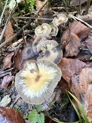 Psilocybe serbica