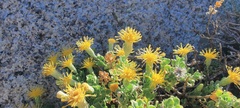 Ericameria cuneata macrocephala