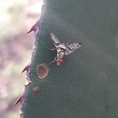 Pseudodyscrasis scutellaris