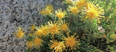 Ericameria cuneata macrocephala