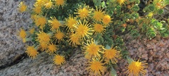 Ericameria cuneata macrocephala