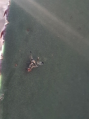 Pseudodyscrasis scutellaris