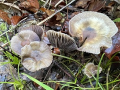 Psilocybe serbica
