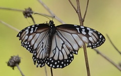 Danaus gilippus candidus