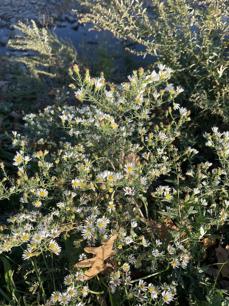 hairy white oldfield aster from Brighton, Boston, MA, USA on October 18 ...