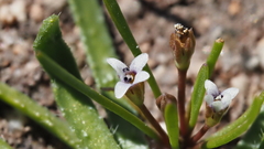 Limosella acaulis