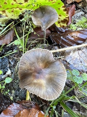 Psilocybe serbica