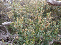 Pomaderris paniculosa