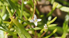 Limosella acaulis
