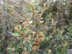 Pomaderris paniculosa