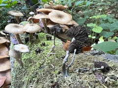 Psilocybe serbica