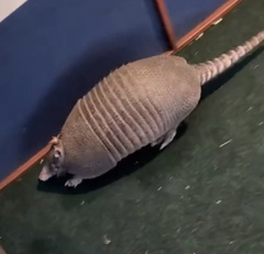 Dasypus