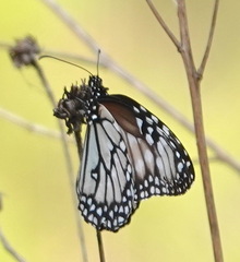 Danaus gilippus candidus