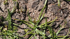 Limosella acaulis