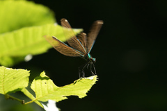 Calopteryx virgo