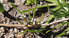 Limosella acaulis