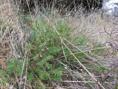 Linum monogynum monogynum