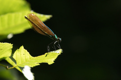 Calopteryx virgo